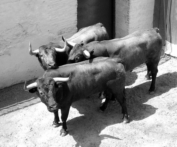 Tres c&aacute;rdenos de Adolfo Mart&iacute;n